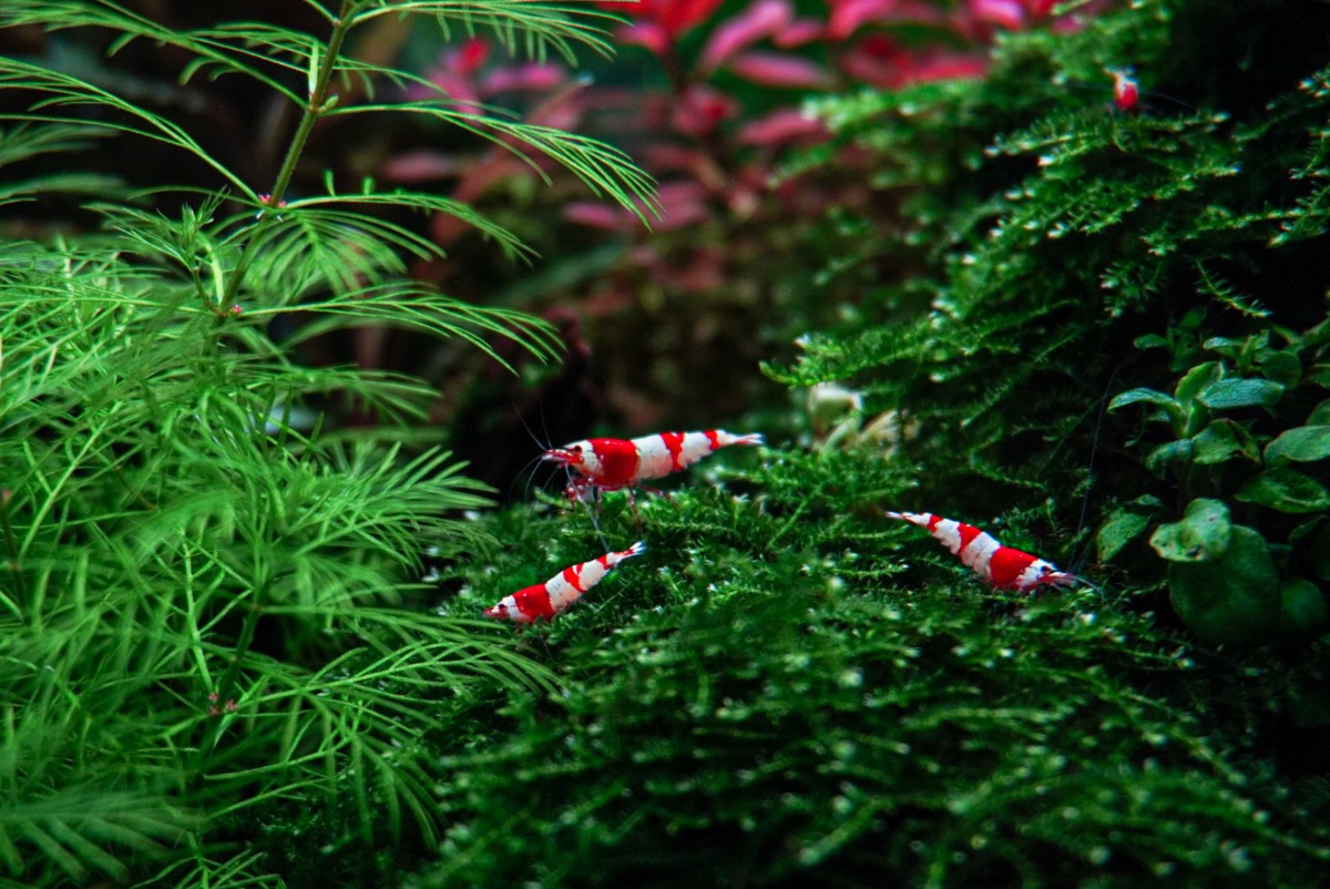 Red Bee Garnele (Caridina)