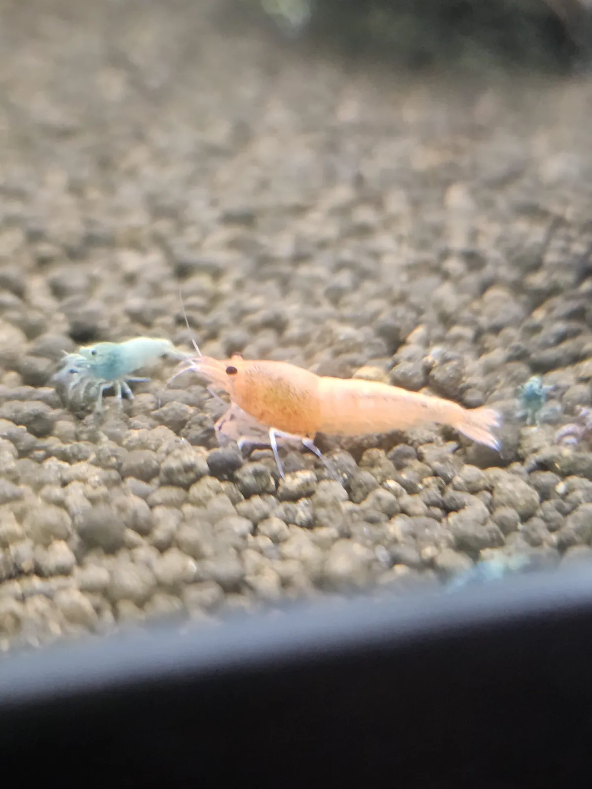 Ganzen stamm Blue u. Red Bolt