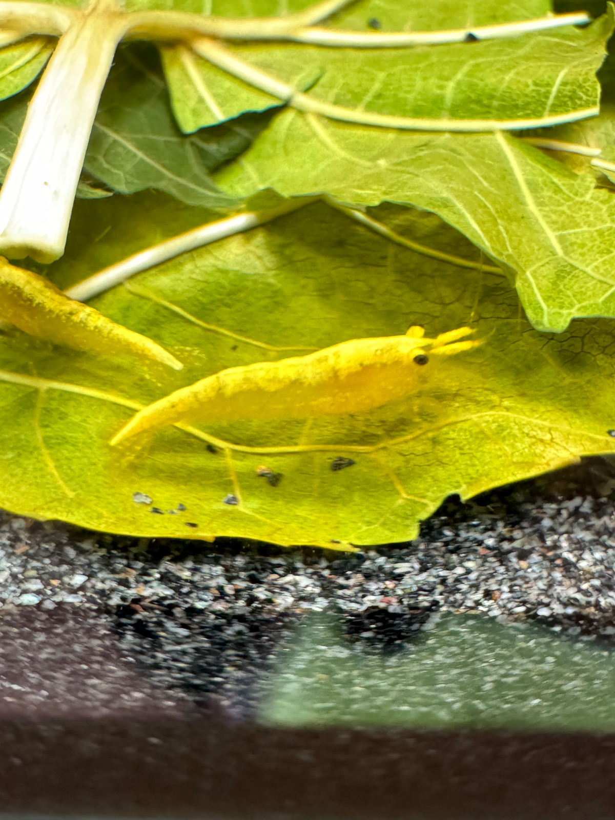 Yellow Fire Garnelen