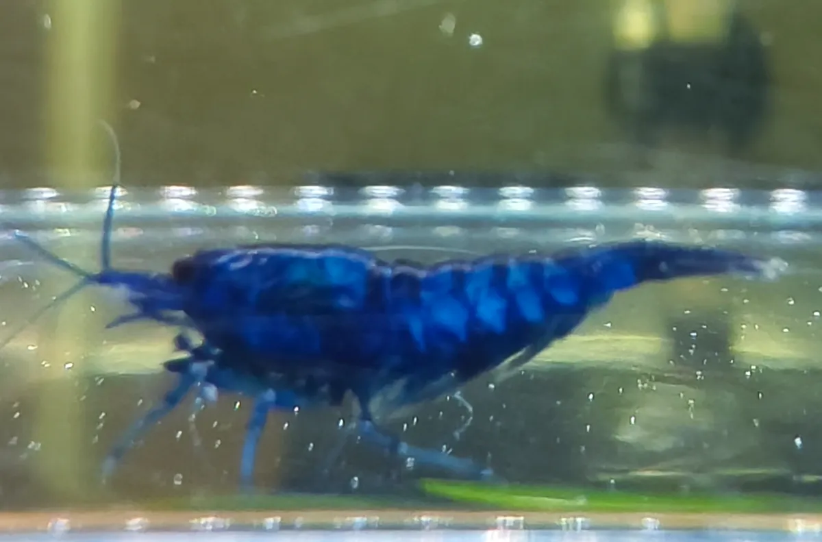 Blue Dream Neocaridina