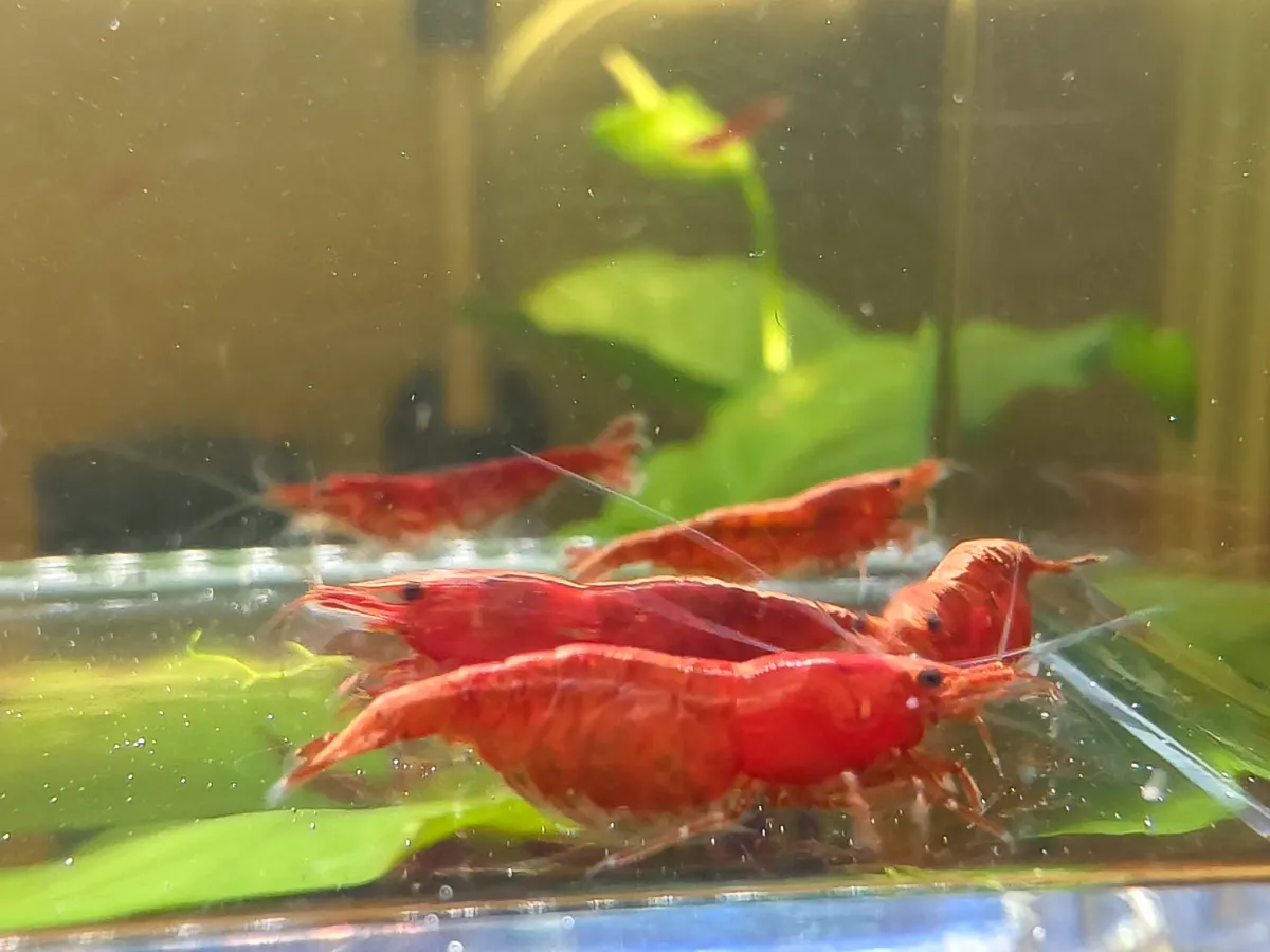 Red Sakura Neocaridina