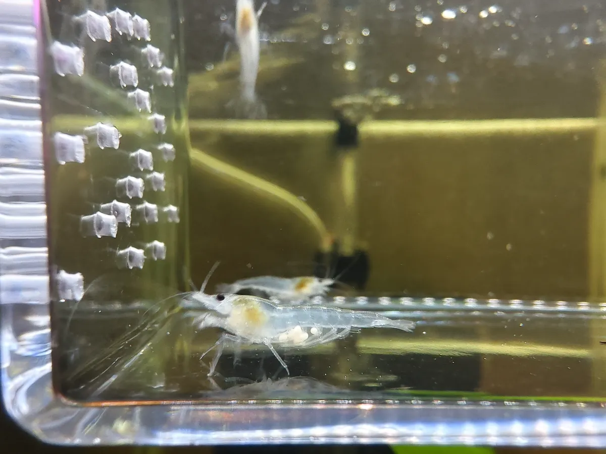 White Pearl Neocaridina