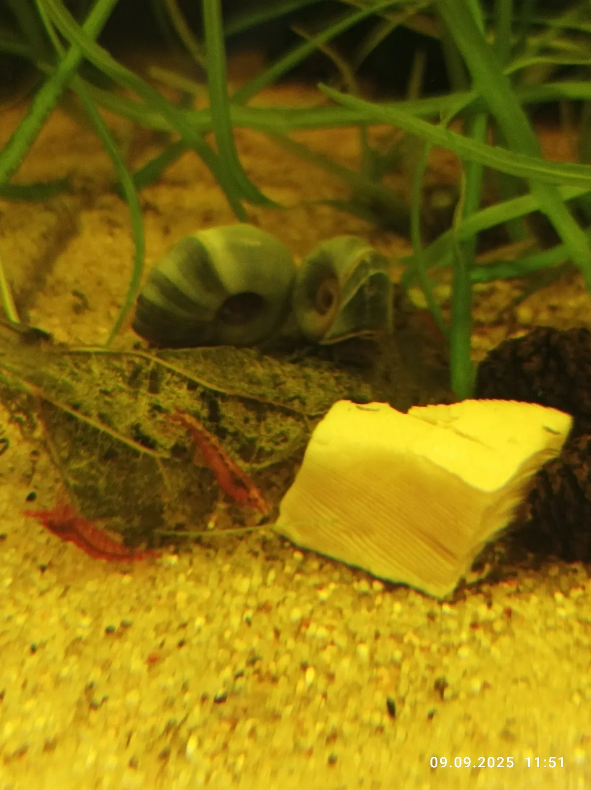 Red-Fire Jungtiere Bild 2