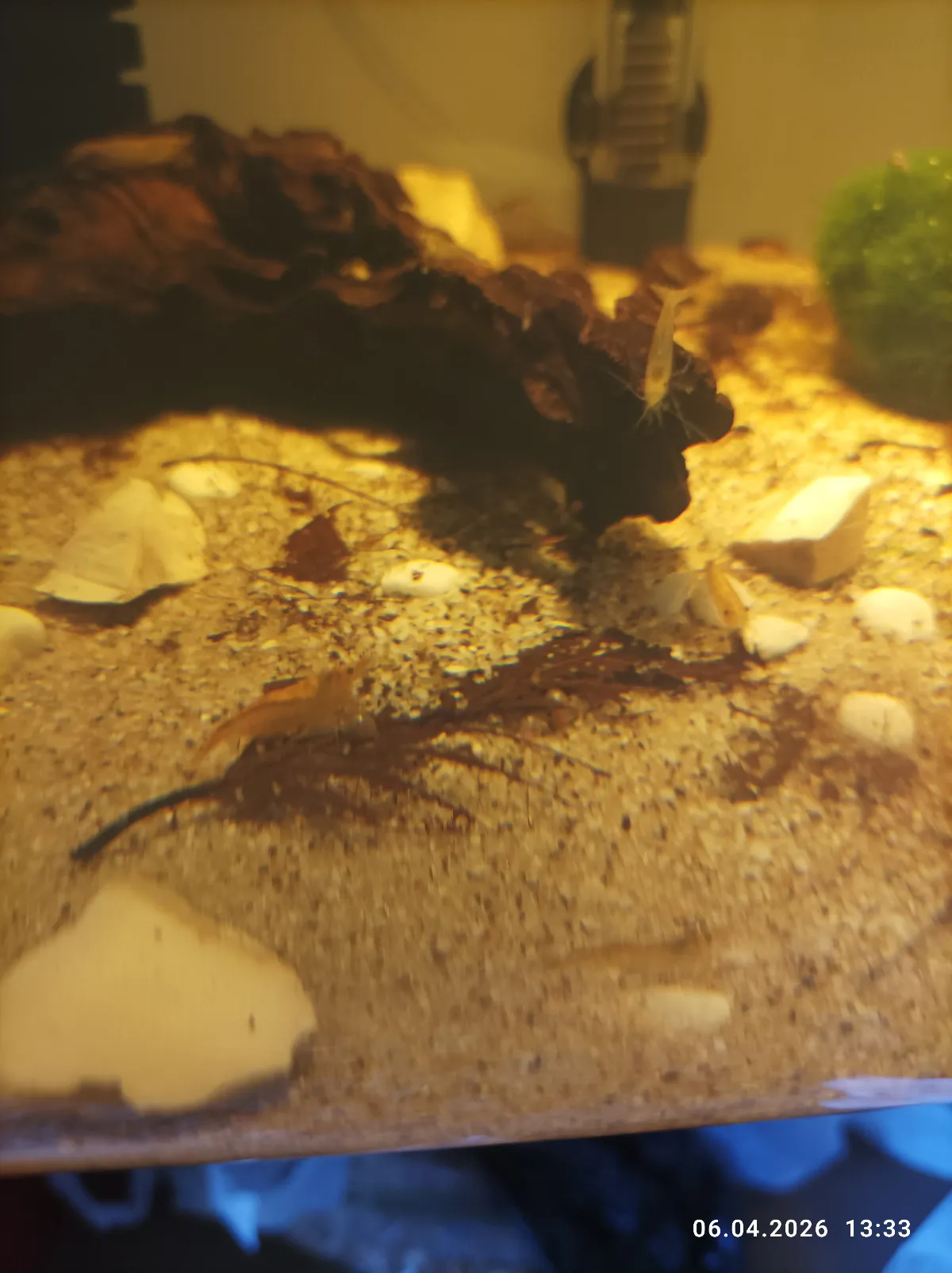 Orange Sakura Garnele Bild 2