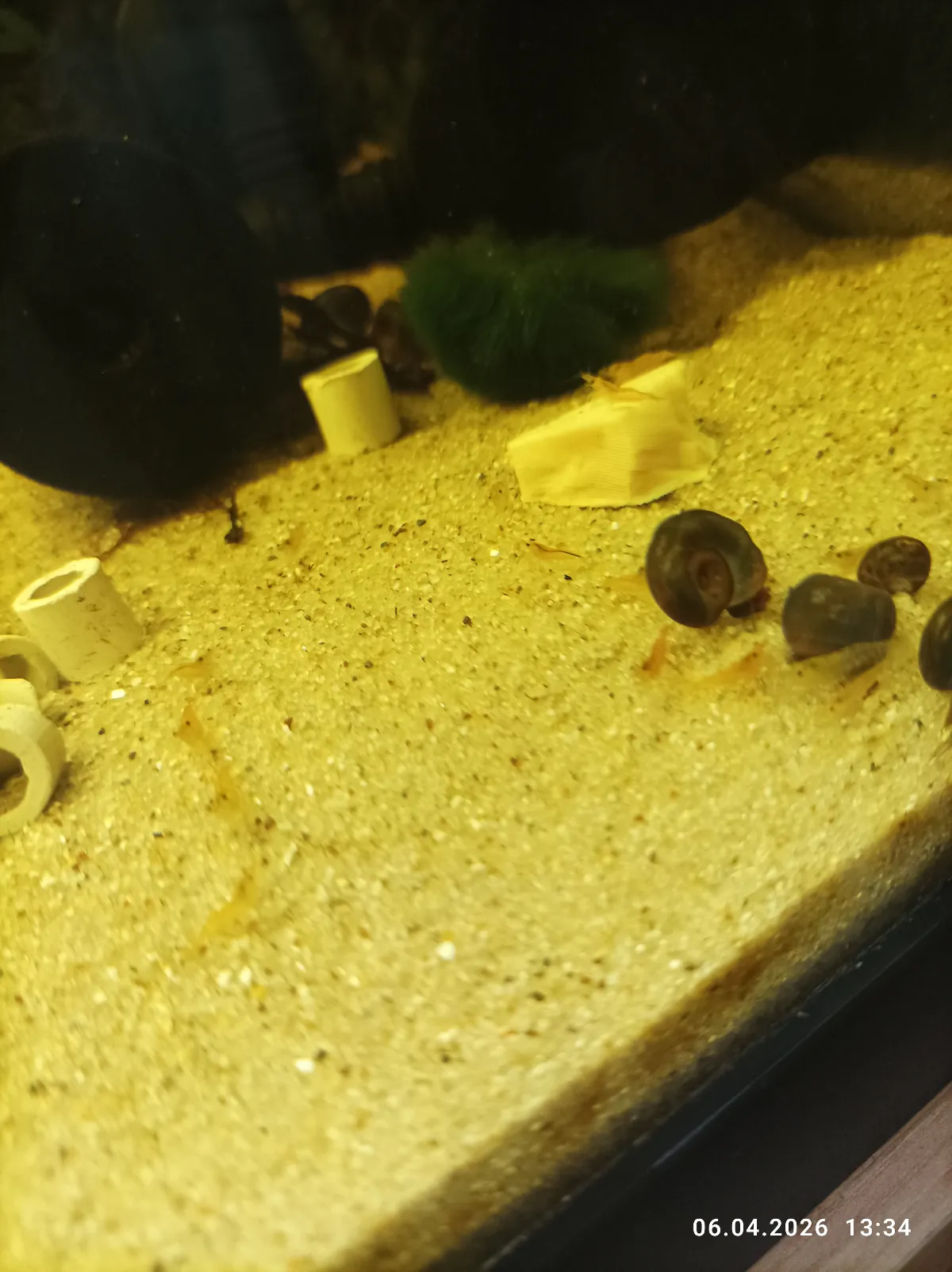 Orange Sakura Garnele