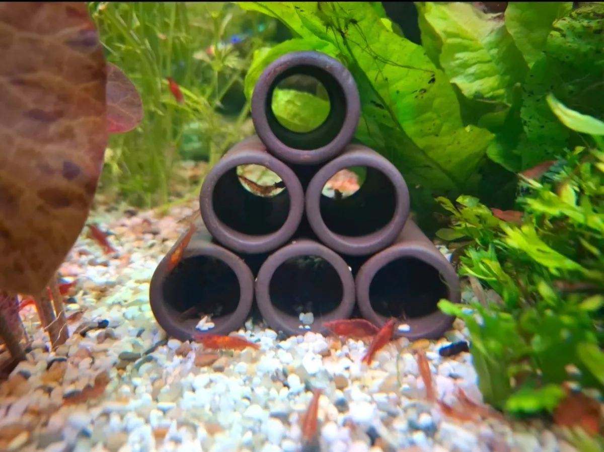 Red Fire - rote Neocaridina Garnelen mit oder ohne Quellmoos, Fire Red Garnelen