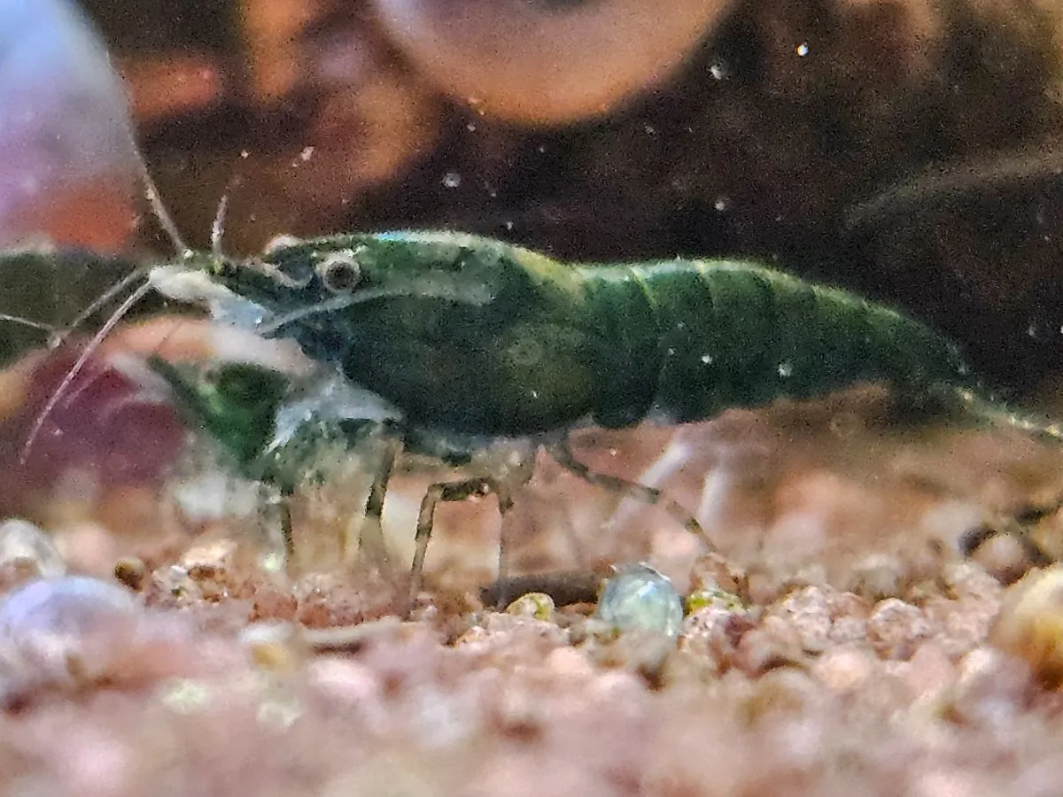 NEOCARIDINA Green Jade Bild 2