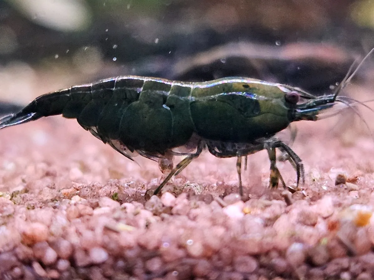 NEOCARIDINA Green Jade Bild 3