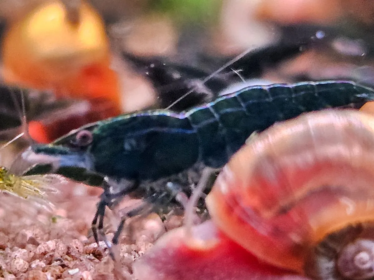 NEOCARIDINA Green Jade Bild 5