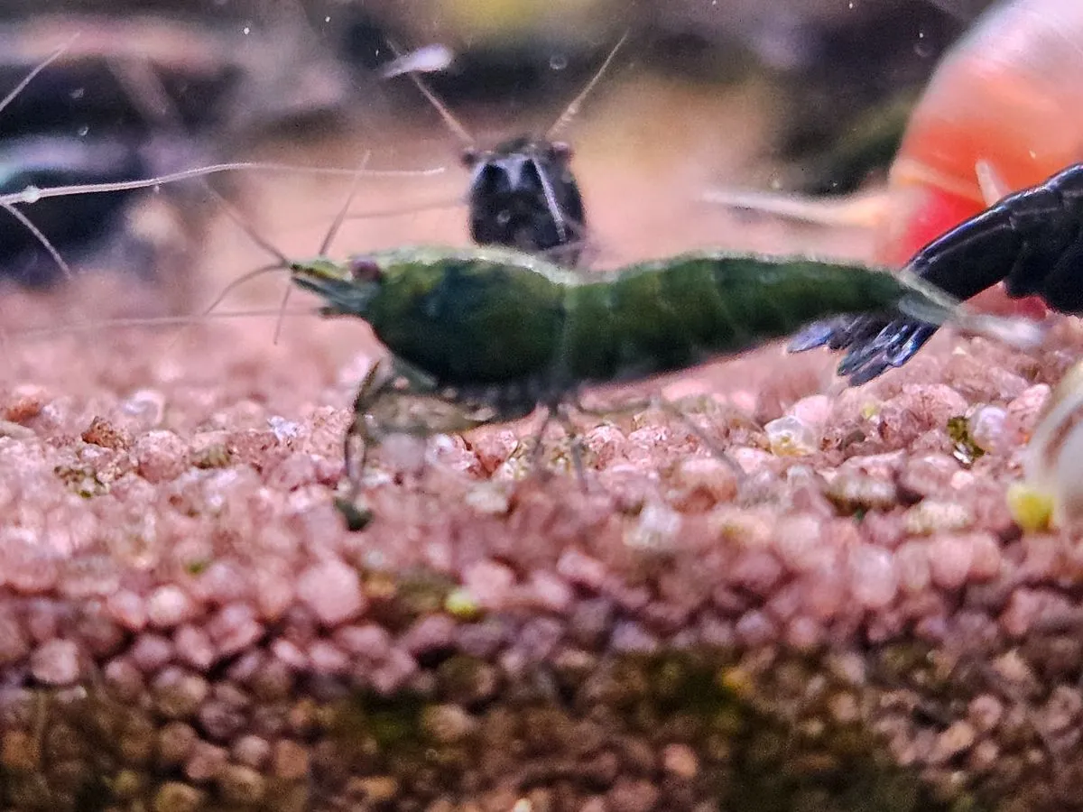 NEOCARIDINA Green Jade Bild 4