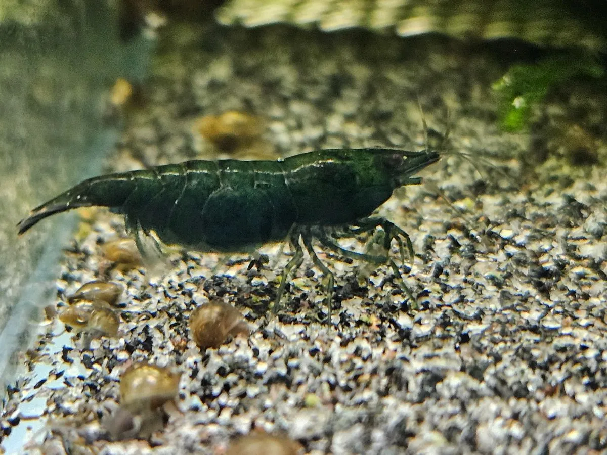 NEOCARIDINA Green Jade in Zell am Harmersbach
