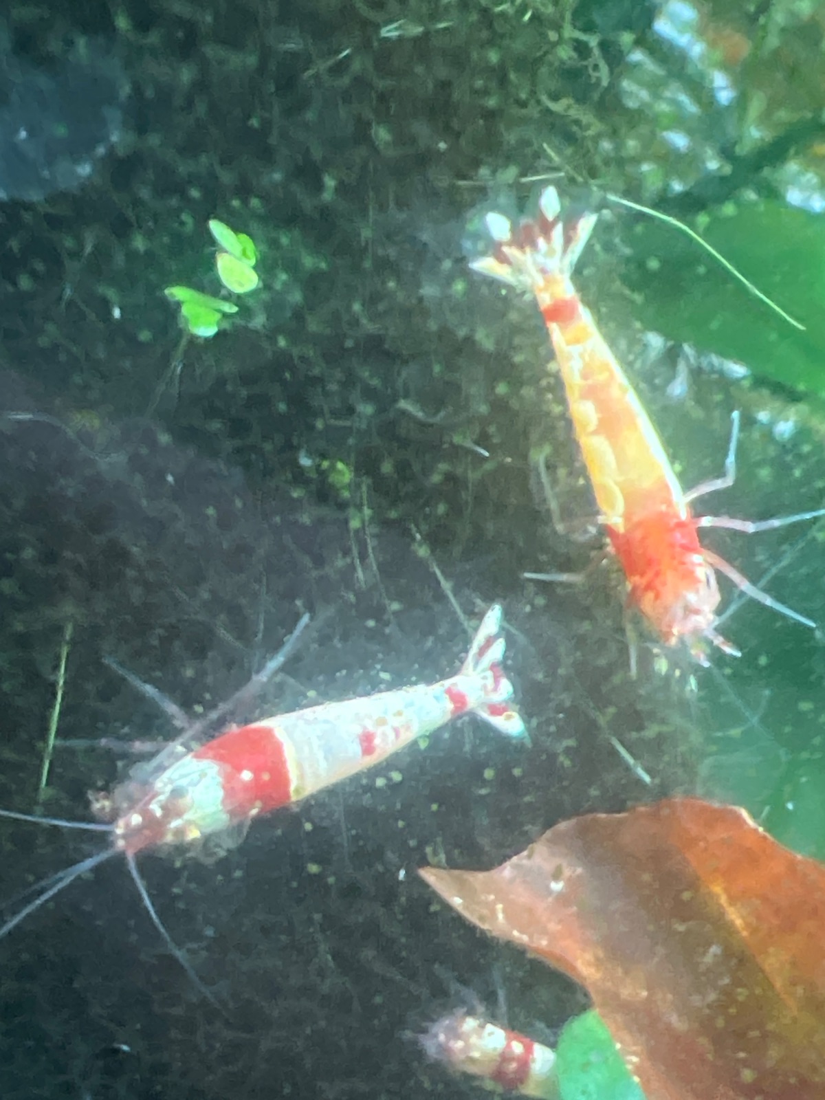 60-80 Pure Red Line Red Bee