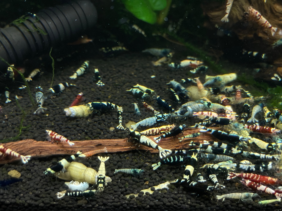 30x Caridina Mix