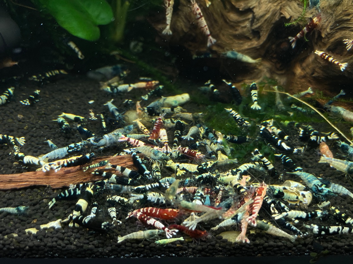 30x Caridina Mix Bild 2