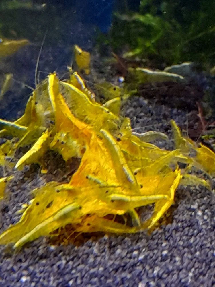 Yellow Fire