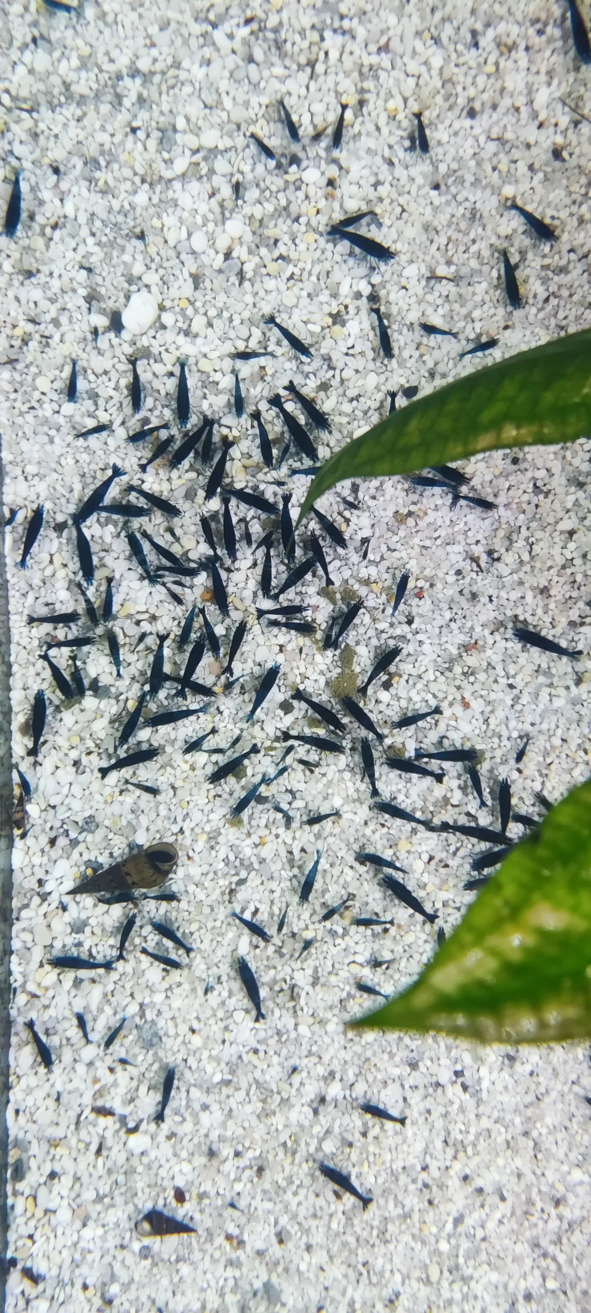 Blue Dream Garnelen in Beuerberg