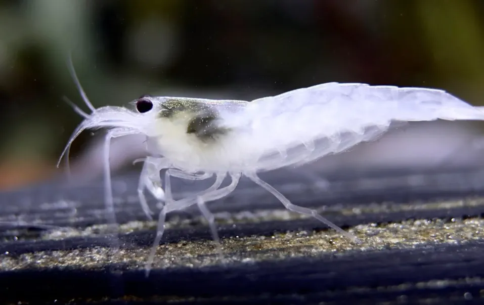 weiße Amano Garnelen Gr. L