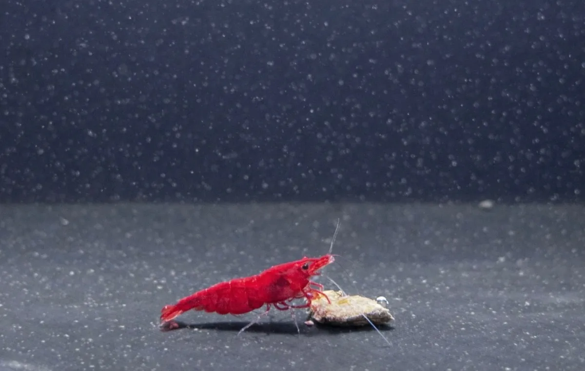 High Grade Bloody Mary in Tarmstedt