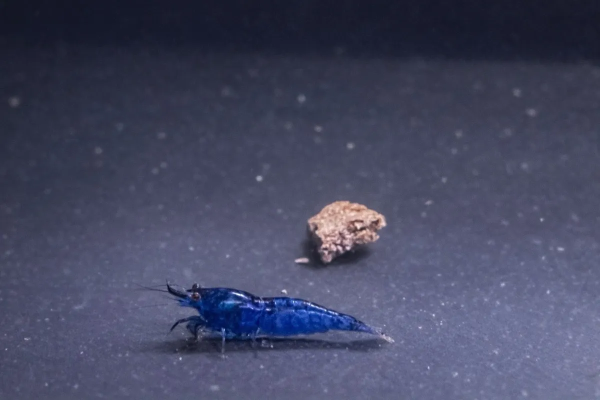 Blue Dream - Neocaridina Davidi in Tarmstedt