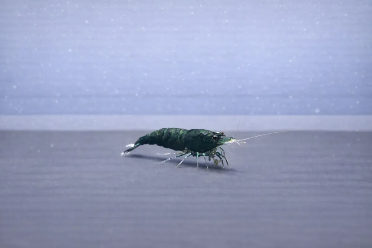 Dark Green Jade - Neocaridina Davidi in Tarmstedt