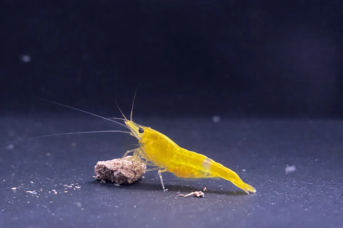 Yellow Fire - Neocaridina Davidi in Tarmstedt 