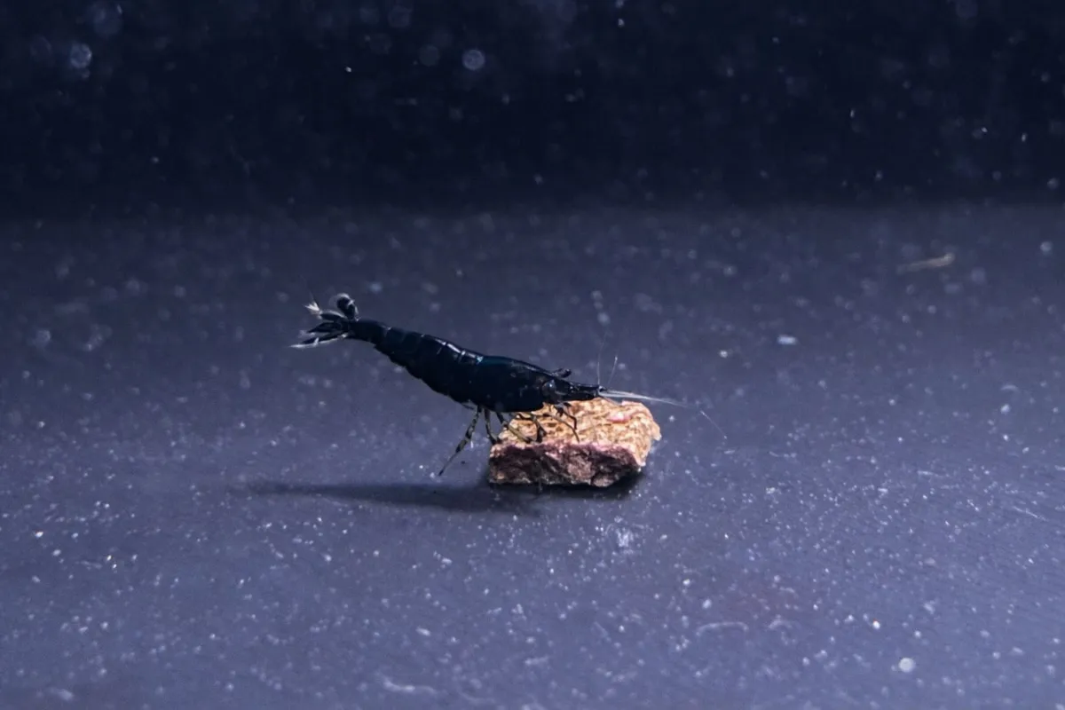 Black Sakura - Neocaridina Davidi in Tarmstedt 