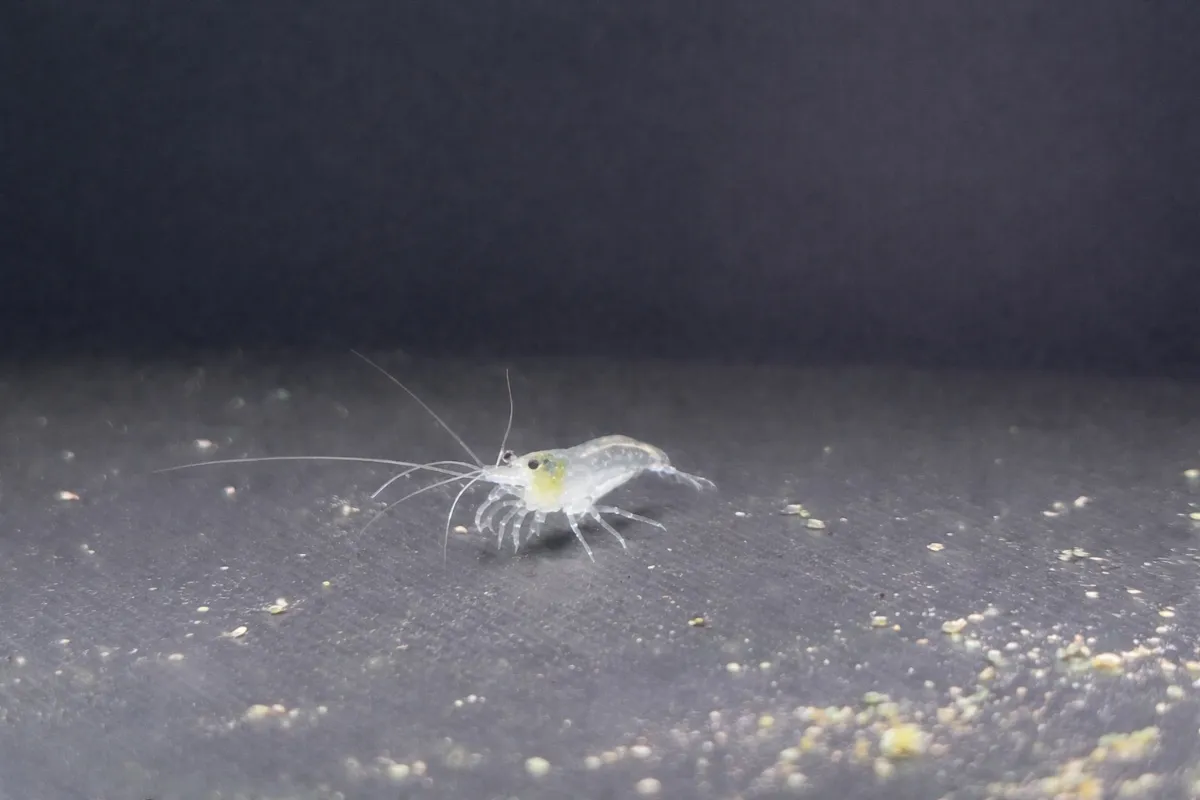 White Pearl - Neocaridina Davidi in Tarmstedt 