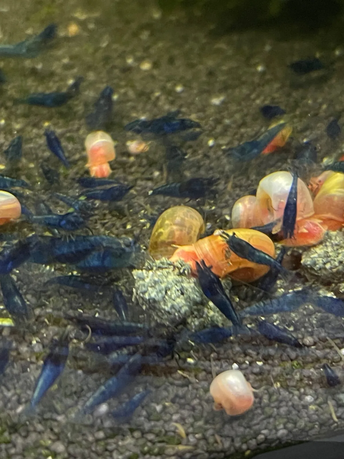 Blue Dream Garnelen in Aichach