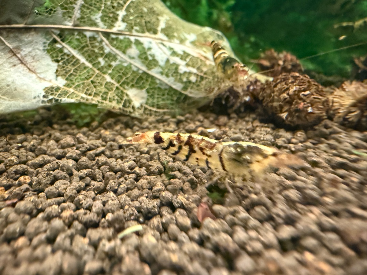 Tiger Garnelen Caridina