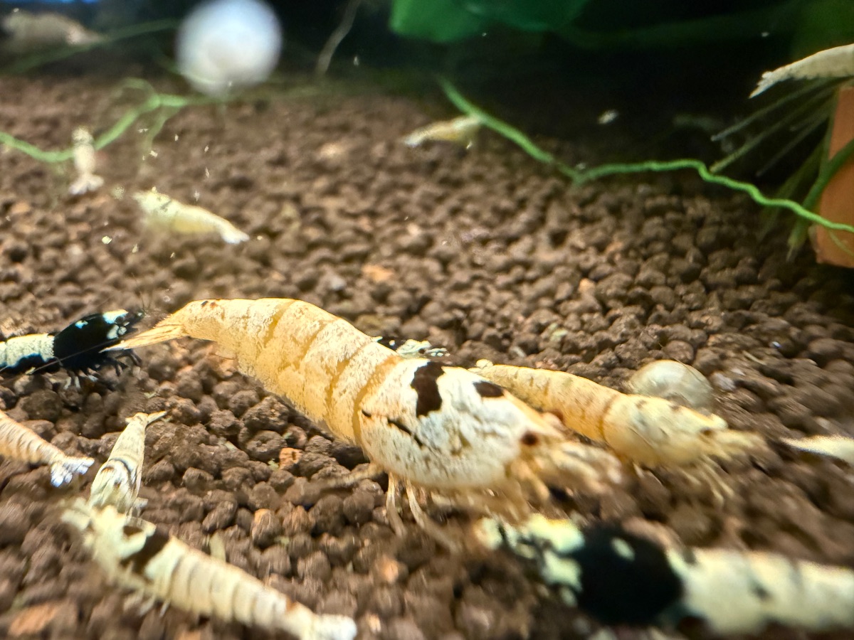 Mix Mischer Caridina