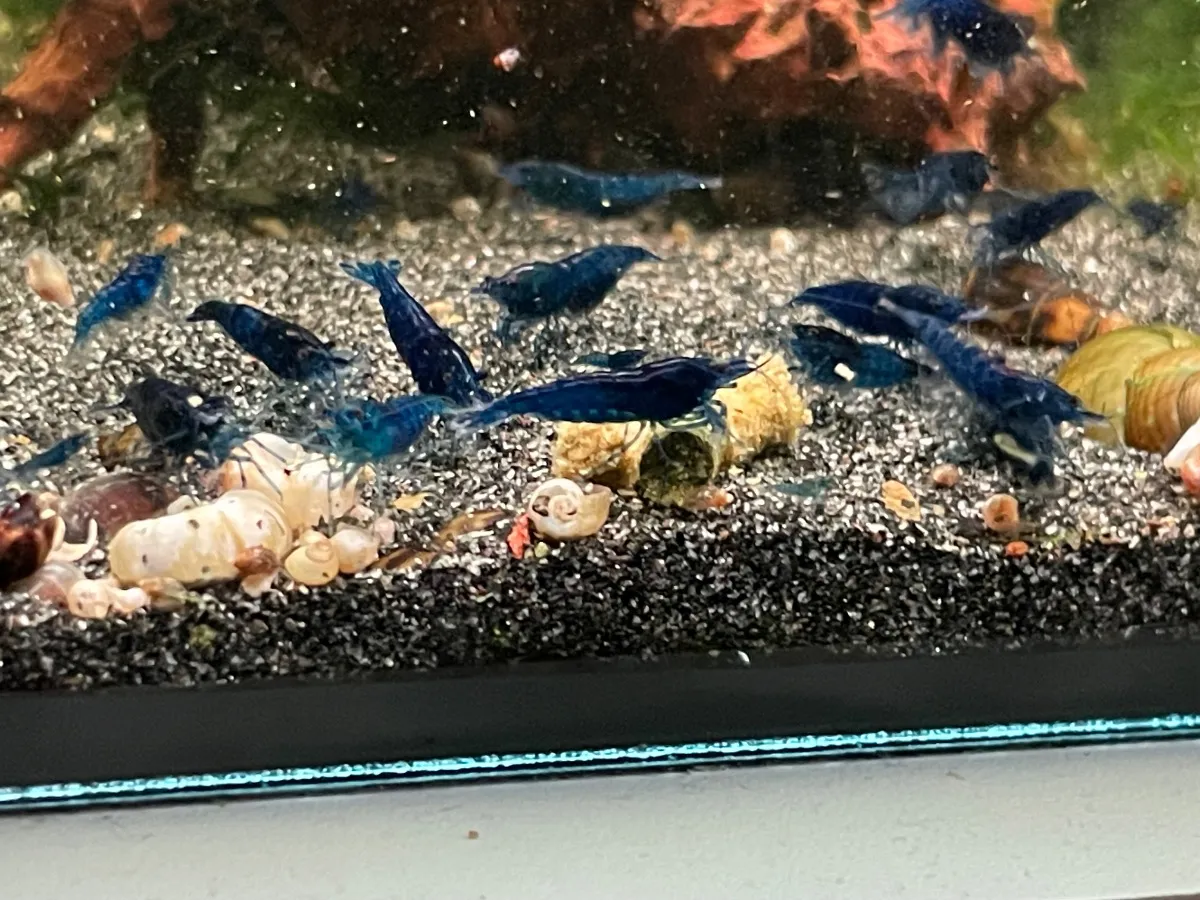 Blue Dream Garnelen Bild 3