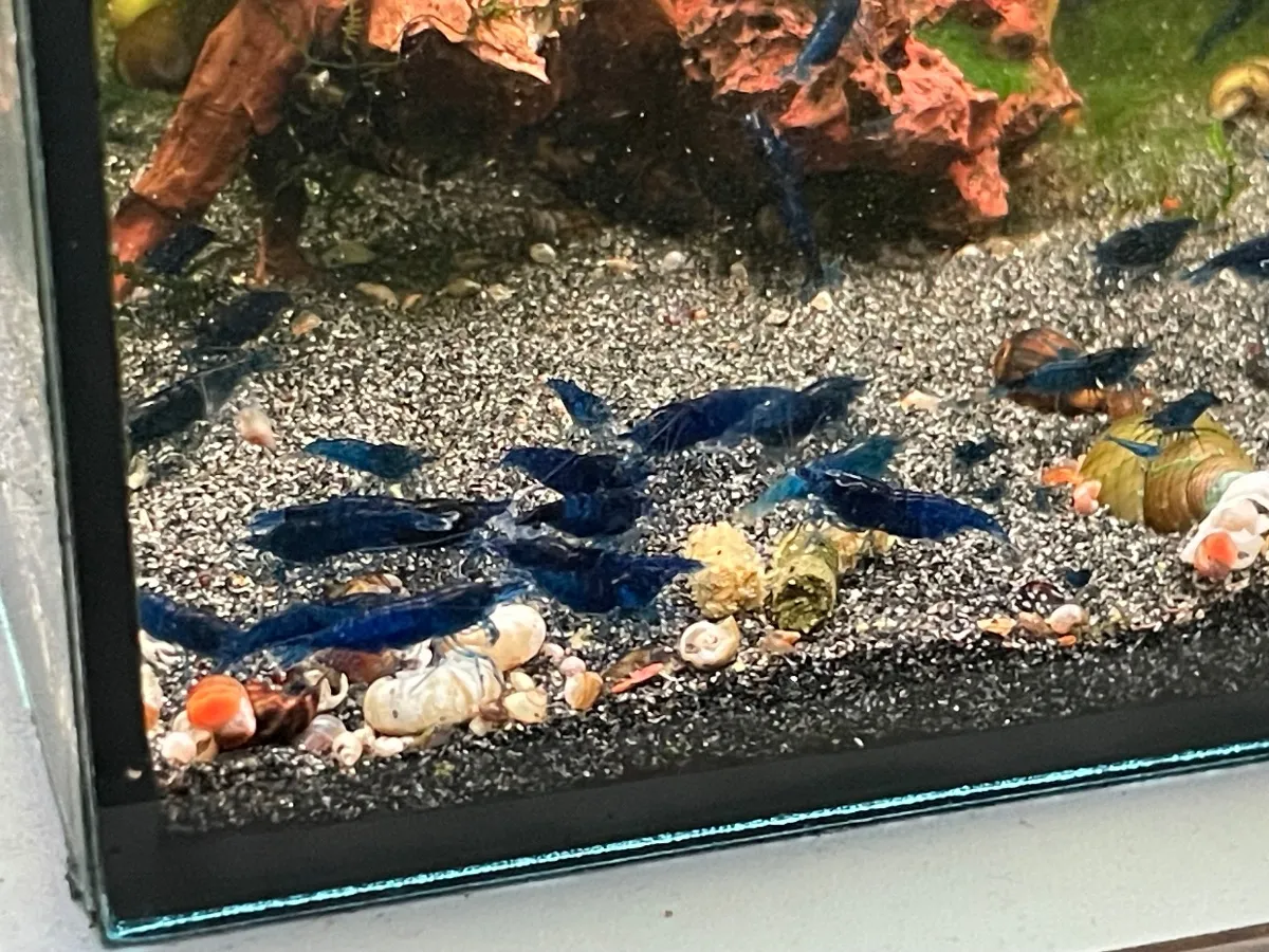 Blue Dream Garnelen Bild 2