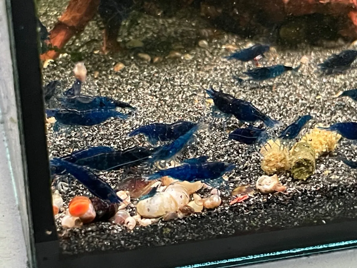 Blue Dream Garnelen in Hanau