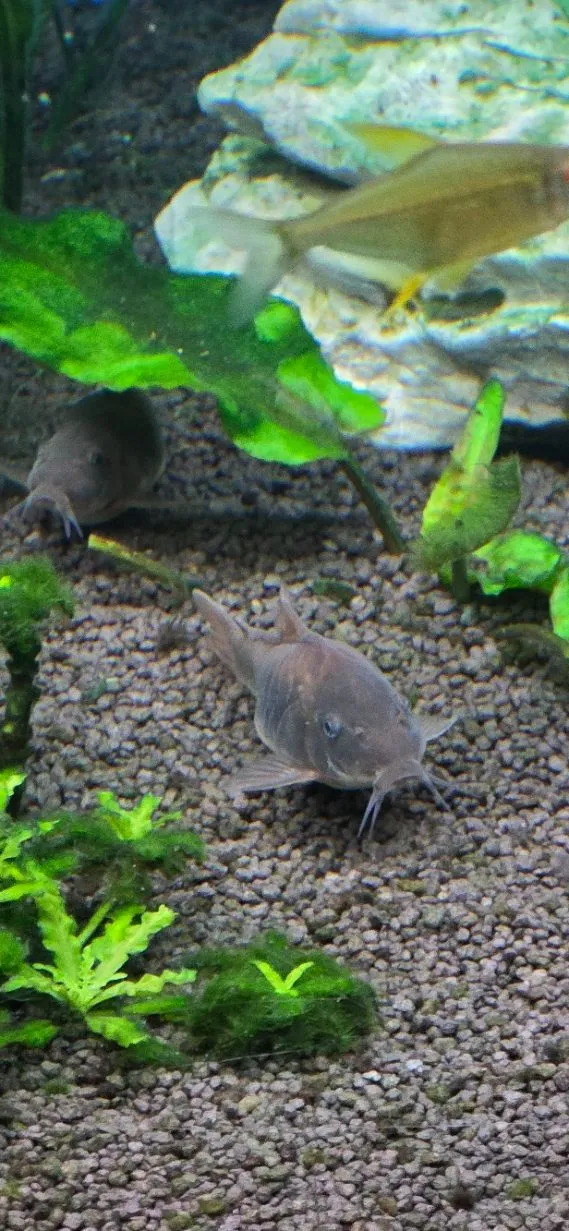 Fische
