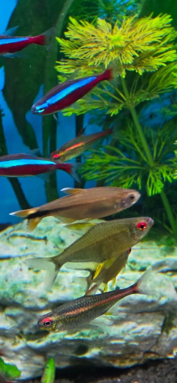Fische