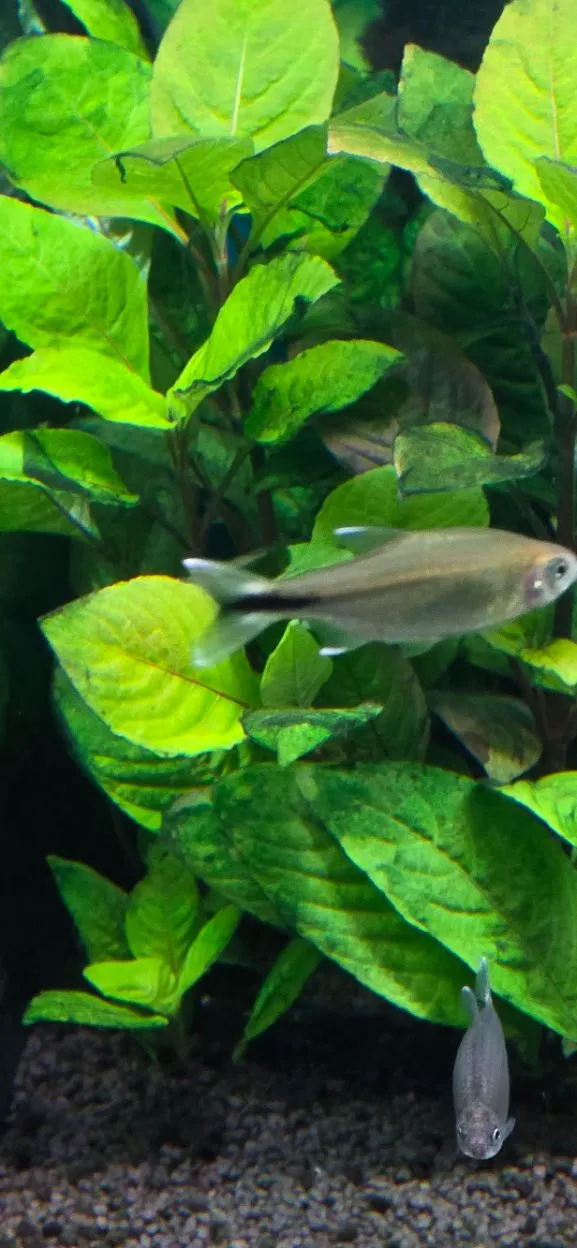 Fische