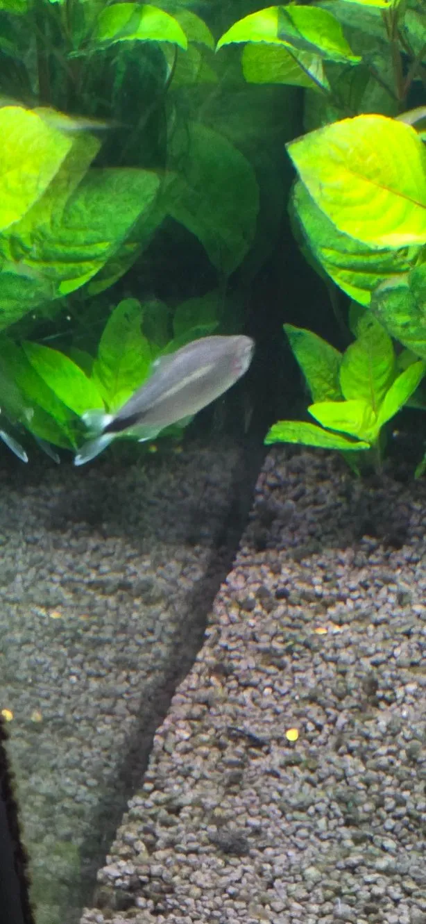 Fische