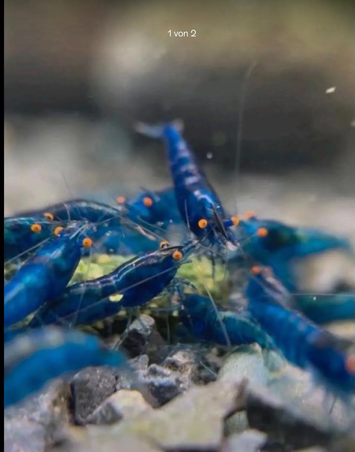 Blue Dream OE Neocaridina in Kreuzau