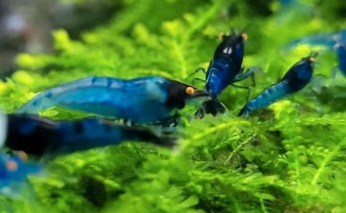 Blue Dream OE Neocaridina Bild 2