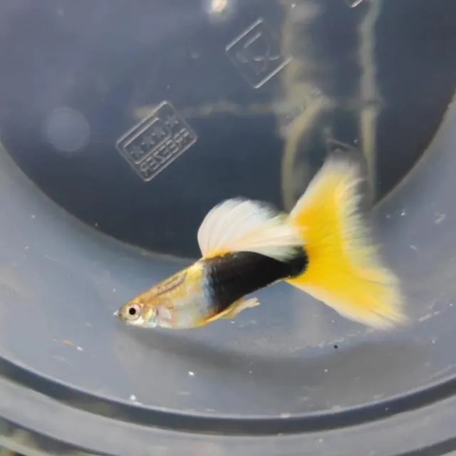 Guppy Yellow Tuxedo Stamm (ca. 30 Tiere)