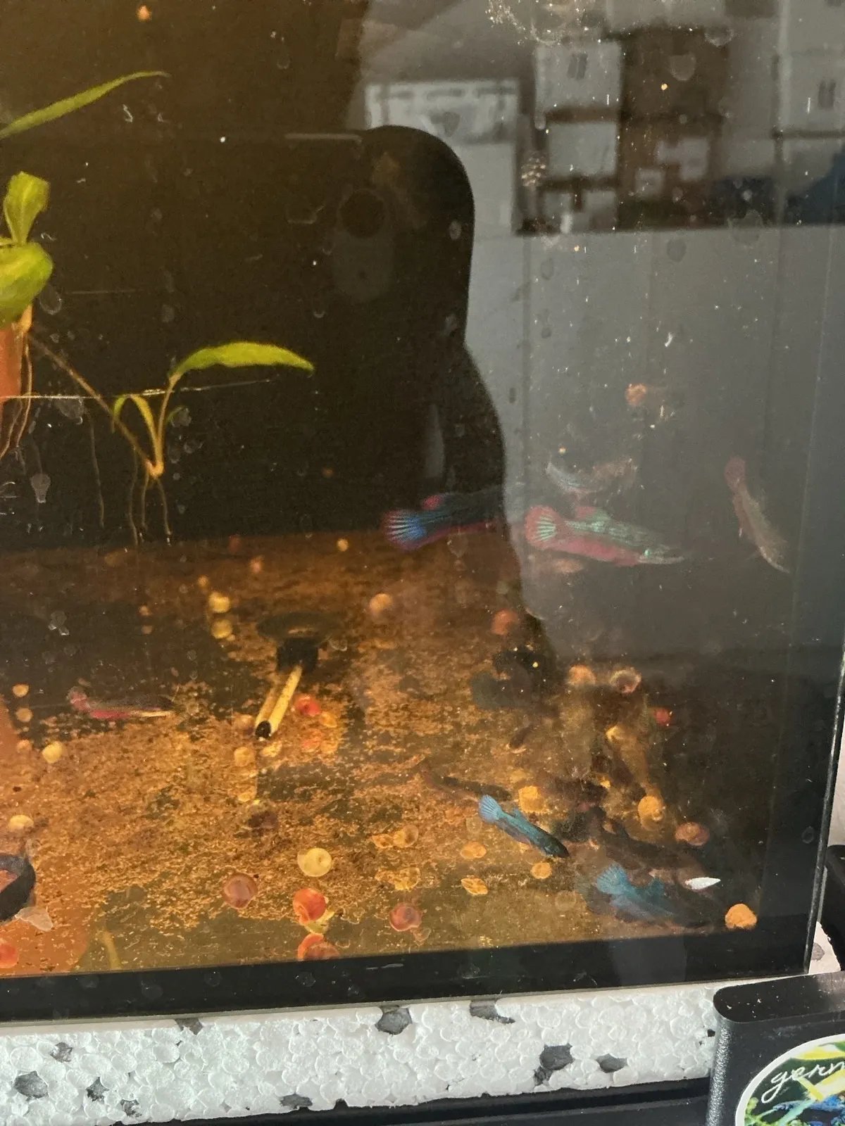 Betta Splendens Weiblich Bild 4