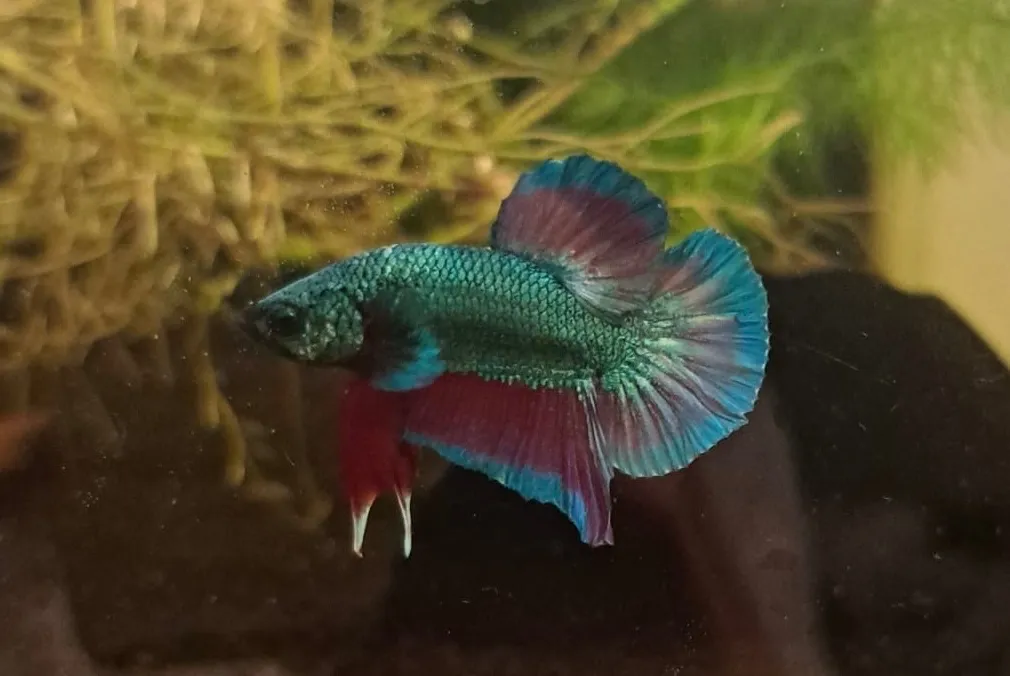 Betta Splendens Weiblich Bild 2