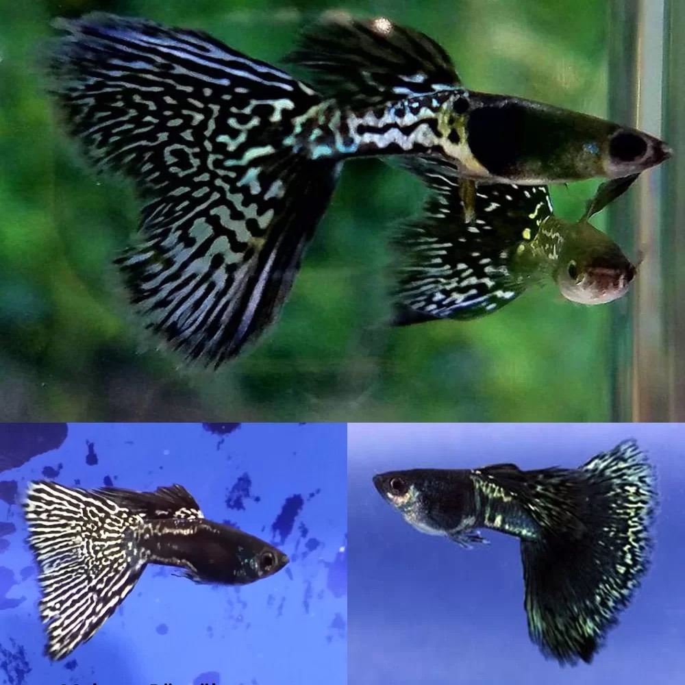 Guppy Silver Lace (Fisch)