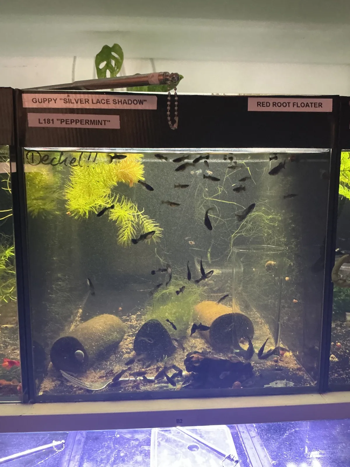Guppybecken 2