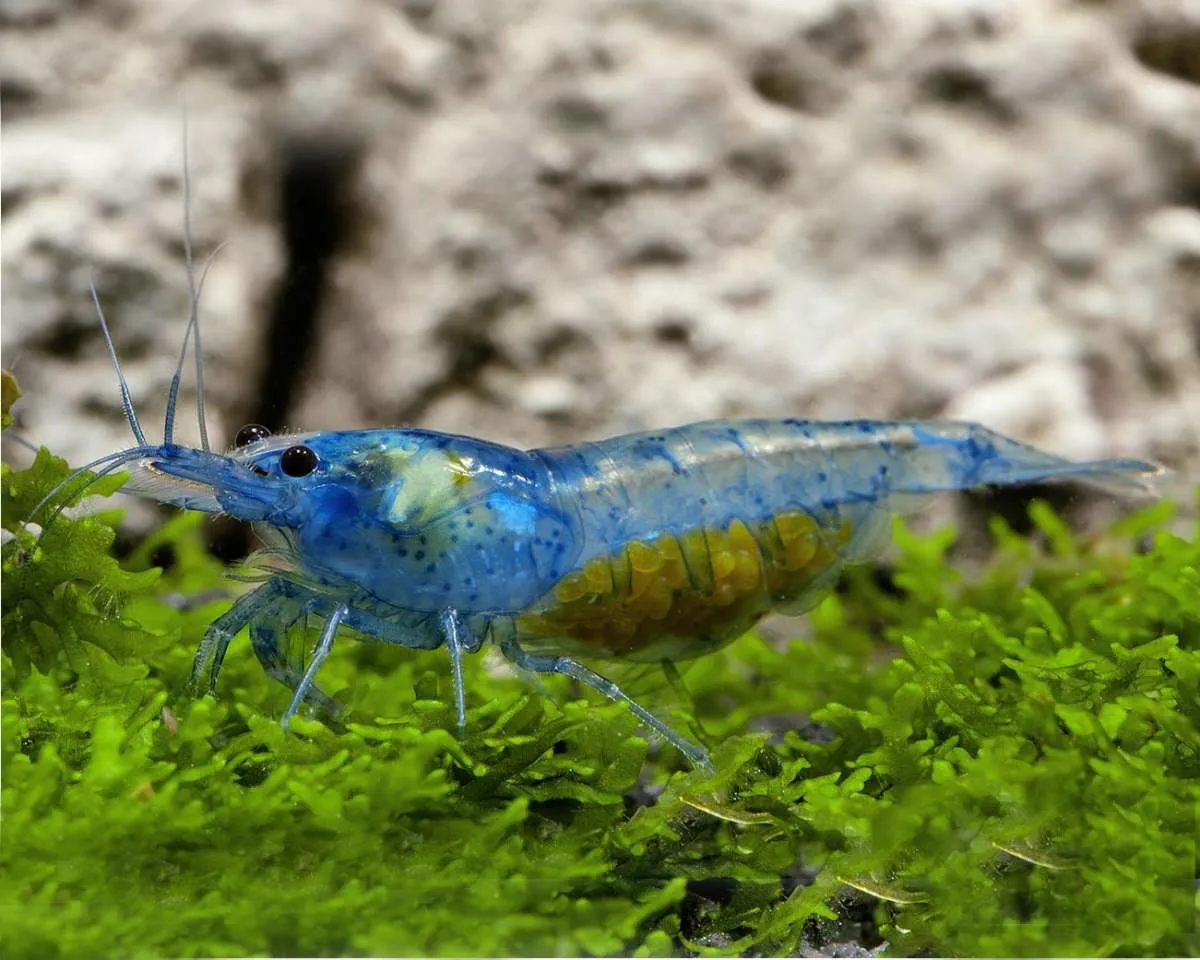 Blue Jelly