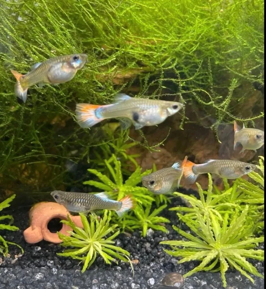 Guppy Dumbo Redtail (Fisch)