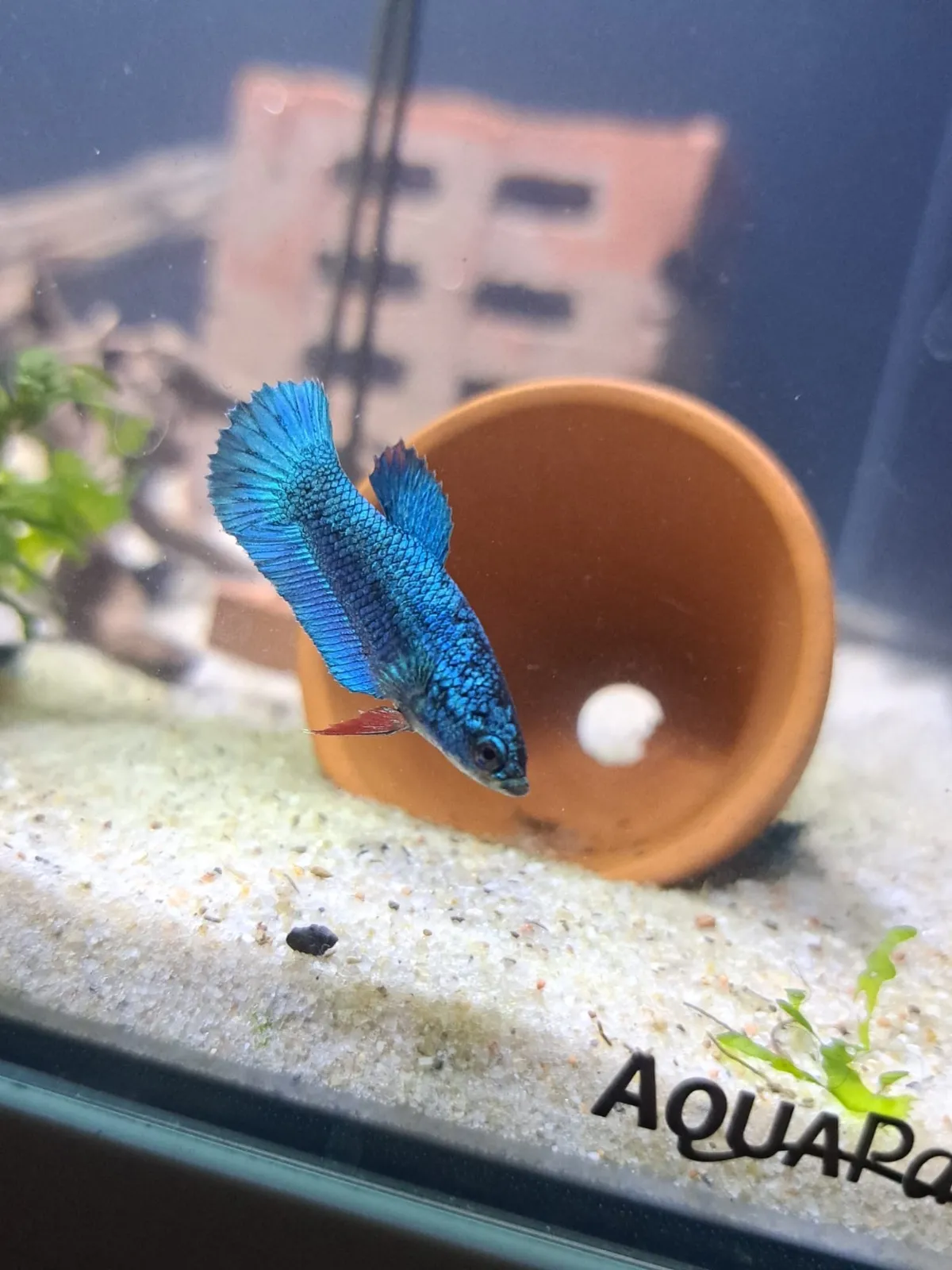 Betta Splendens (Fisch)