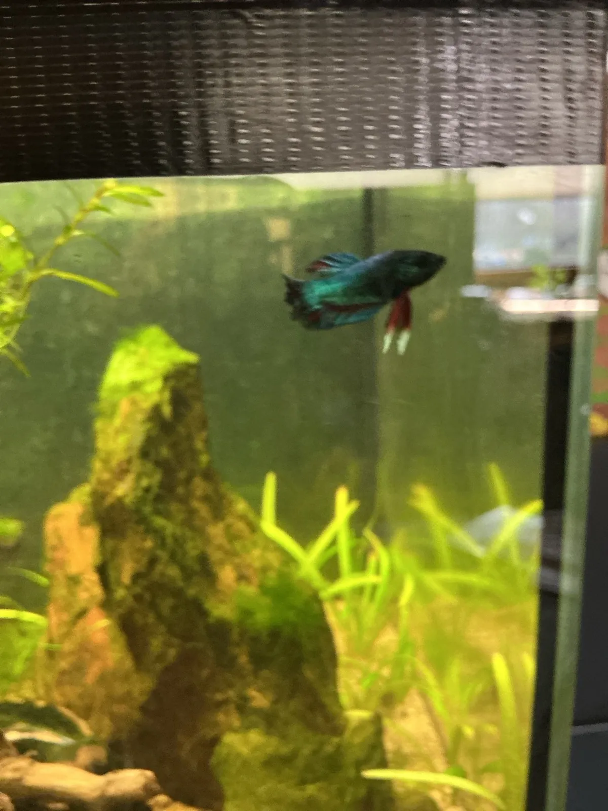 Betta Splendens (Fisch)