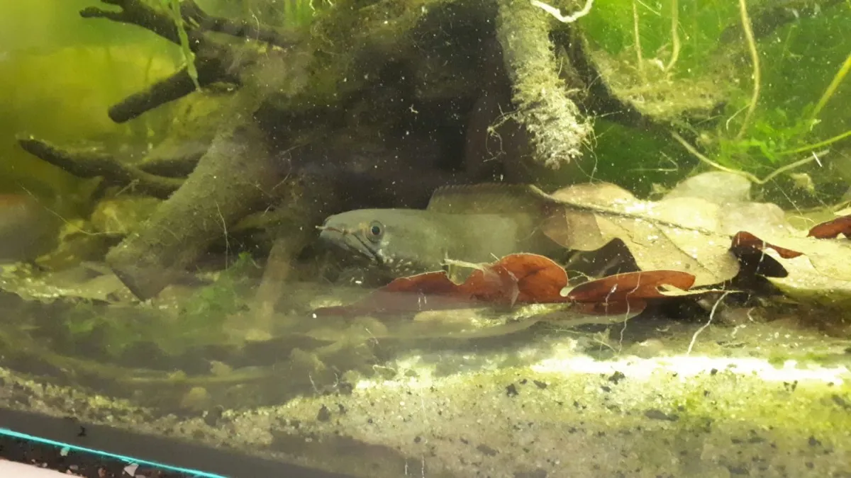 Channa Andrao (Fisch)