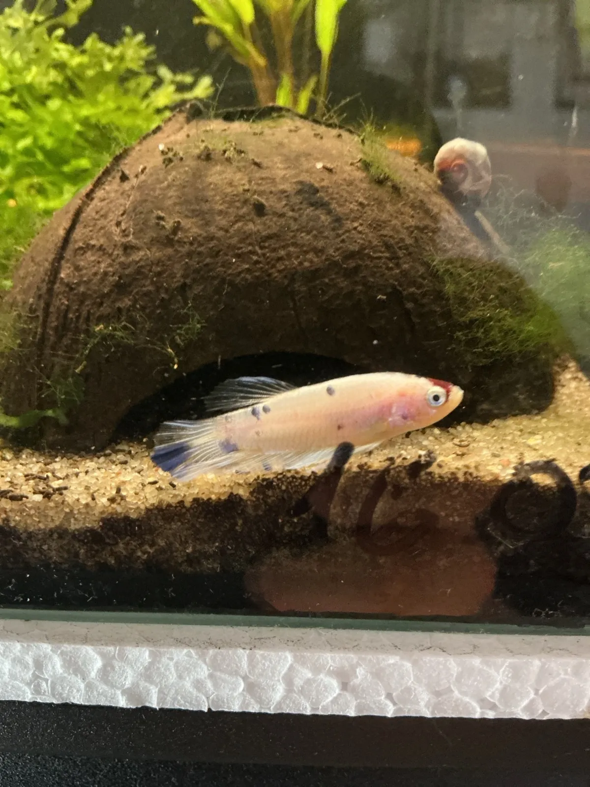 Betta Splendens Koi (Fisch)